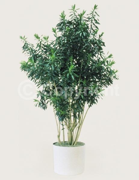 White blooms; Evergreen; Broadleaf