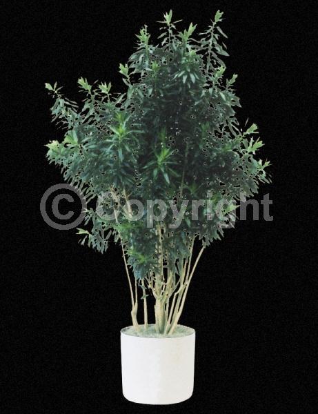 White blooms; Evergreen; Broadleaf