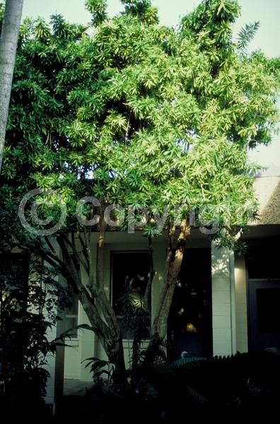 White blooms; Evergreen; Broadleaf