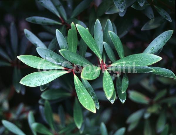 White blooms; Green blooms; Evergreen