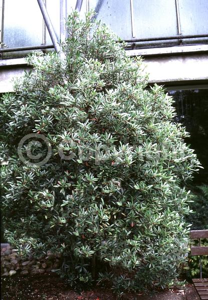 White blooms; Green blooms; Evergreen