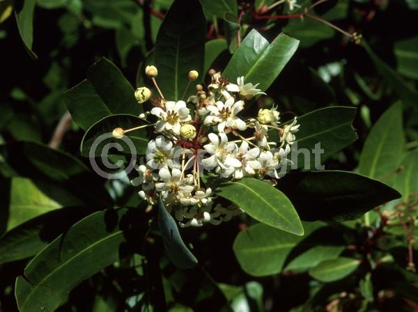 White blooms; Evergreen; Broadleaf; North American Native