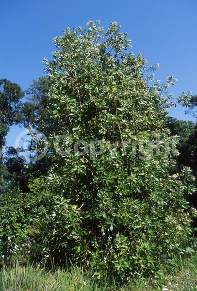 White blooms; Evergreen; Broadleaf; North American Native