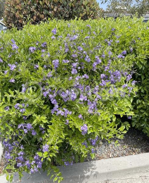 Purple blooms; White blooms; Lavender blooms; Evergreen; North American Native