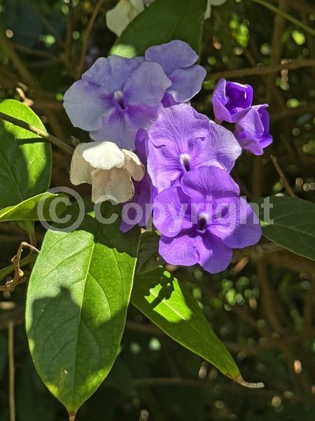 Purple blooms; White blooms; Lavender blooms; Evergreen; North American Native
