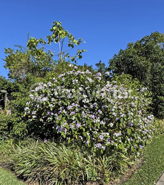 Purple blooms; White blooms; Lavender blooms; Evergreen; North American Native