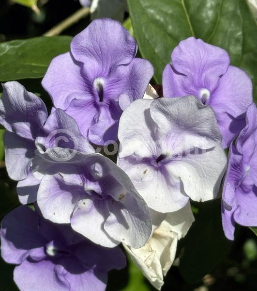 Purple blooms; White blooms; Lavender blooms; Evergreen; North American Native