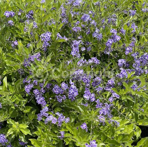 Purple blooms; White blooms; Lavender blooms; Evergreen; North American Native