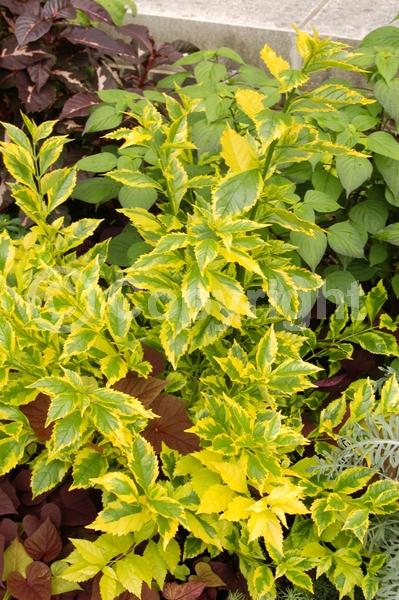 Blue blooms; Lavender blooms; Evergreen; North American Native