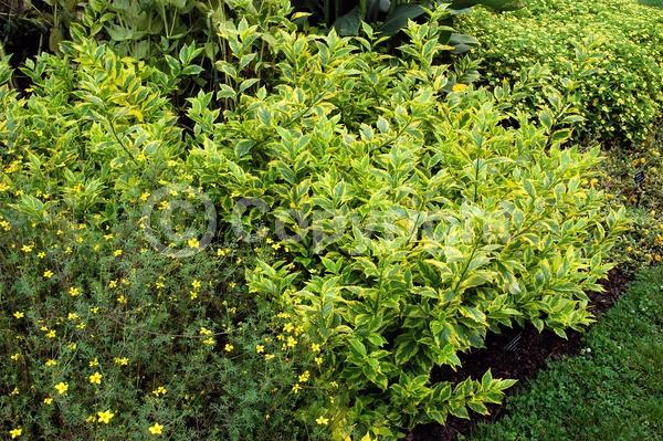 Blue blooms; Lavender blooms; Evergreen; North American Native