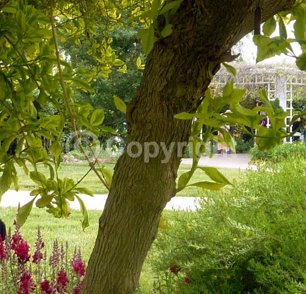 Blue blooms; Lavender blooms; Evergreen; North American Native