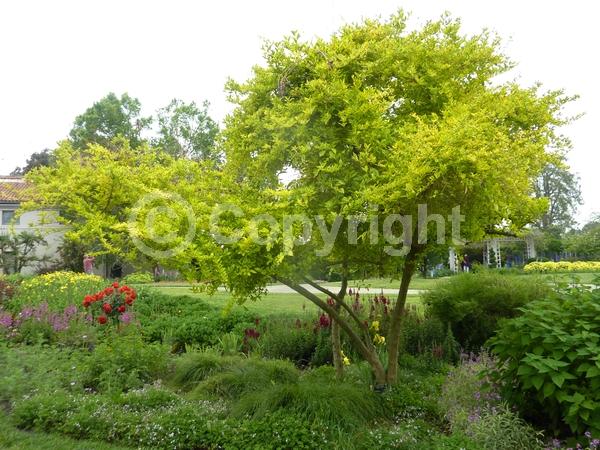 Blue blooms; Lavender blooms; Evergreen; North American Native