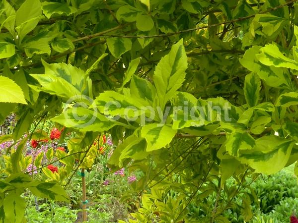 Blue blooms; Lavender blooms; Evergreen; North American Native