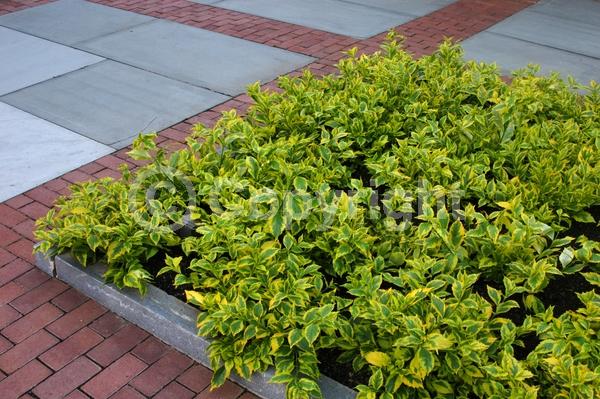 Blue blooms; Lavender blooms; Evergreen; North American Native