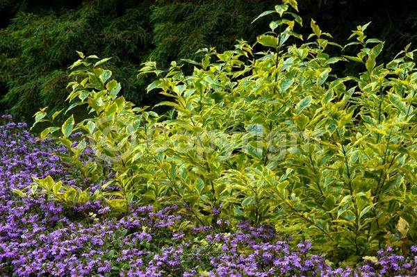Blue blooms; Lavender blooms; Evergreen; North American Native