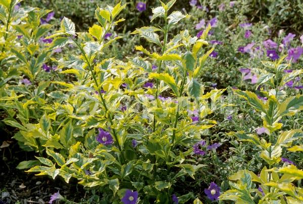 Blue blooms; Lavender blooms; Evergreen; North American Native