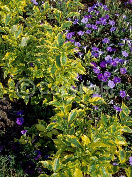 Blue blooms; Lavender blooms; Evergreen; North American Native
