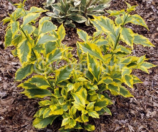 Blue blooms; Lavender blooms; Evergreen; North American Native