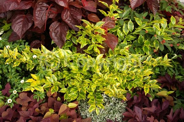 Blue blooms; Lavender blooms; Evergreen; North American Native