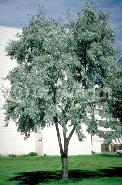 Yellow blooms; White blooms; Deciduous; Broadleaf