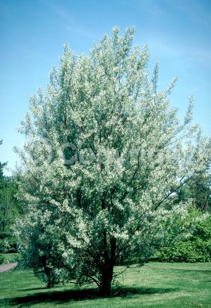 Yellow blooms; White blooms; Deciduous; Broadleaf