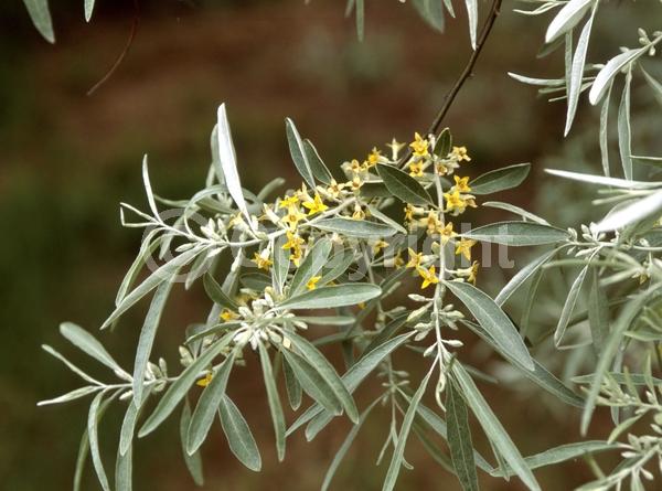 Yellow blooms; White blooms; Deciduous; Broadleaf