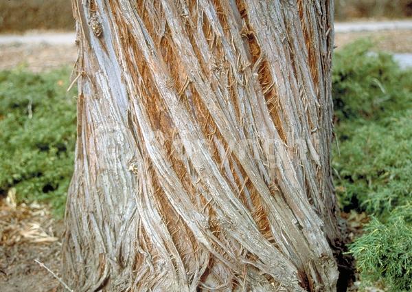 Yellow blooms; White blooms; Deciduous; Broadleaf