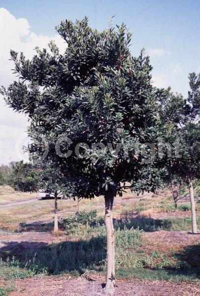 White blooms; Evergreen