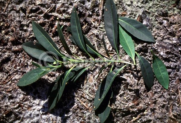 White blooms; Evergreen