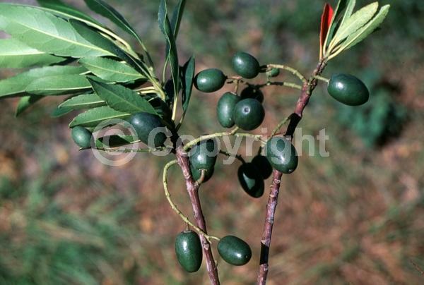 White blooms; Evergreen