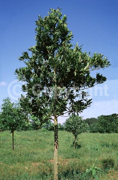 White blooms; Evergreen