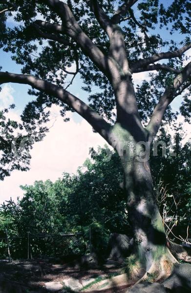 White blooms; Evergreen
