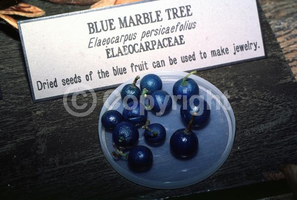 White blooms; Evergreen