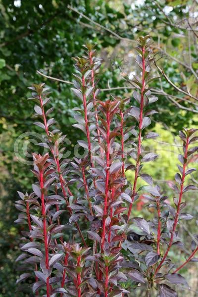 Red blooms; Deciduous