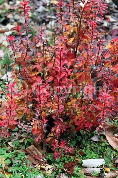 Red blooms; Deciduous