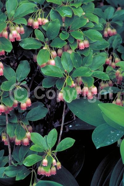 Red blooms; Deciduous