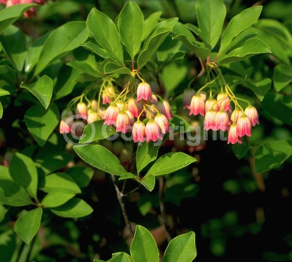 Red blooms; Deciduous
