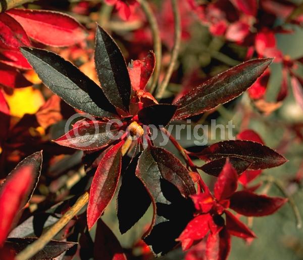 Red blooms; Deciduous