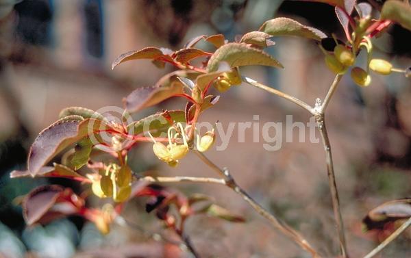 Red blooms; Deciduous