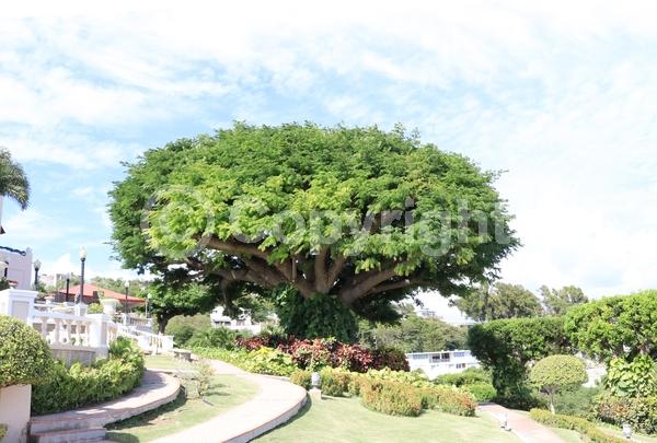 White blooms; Evergreen; Broadleaf
