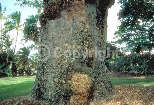 White blooms; Evergreen; Broadleaf
