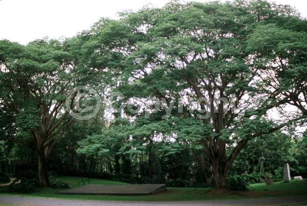 White blooms; Evergreen; Broadleaf