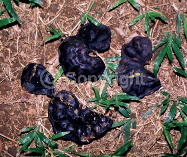 White blooms; Evergreen; Broadleaf