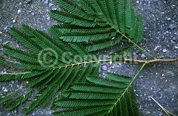 White blooms; Evergreen; Broadleaf