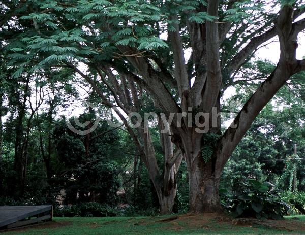 White blooms; Evergreen; Broadleaf
