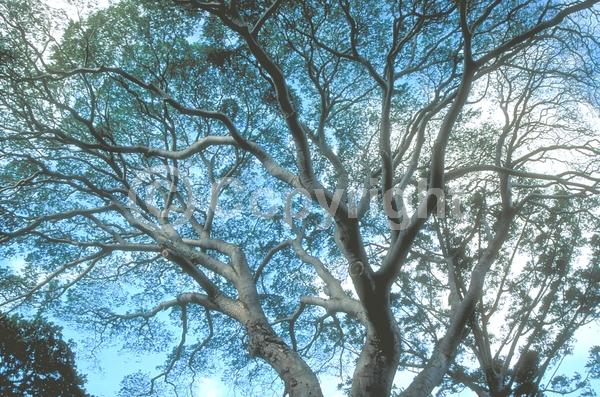 White blooms; Evergreen; Broadleaf