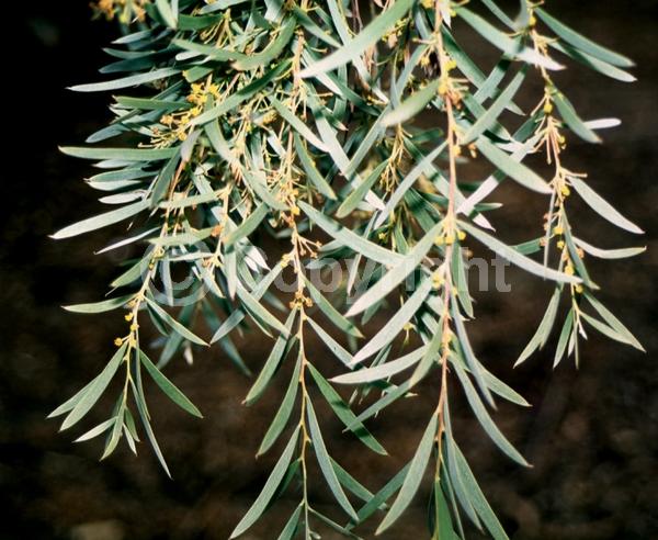 Yellow blooms; Evergreen