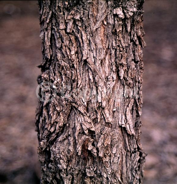 Yellow blooms; Evergreen