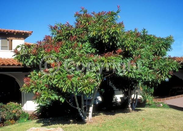 White blooms; Evergreen; Broadleaf