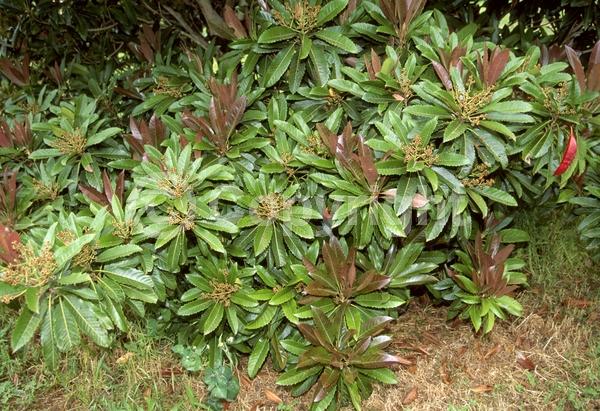 White blooms; Evergreen; Broadleaf